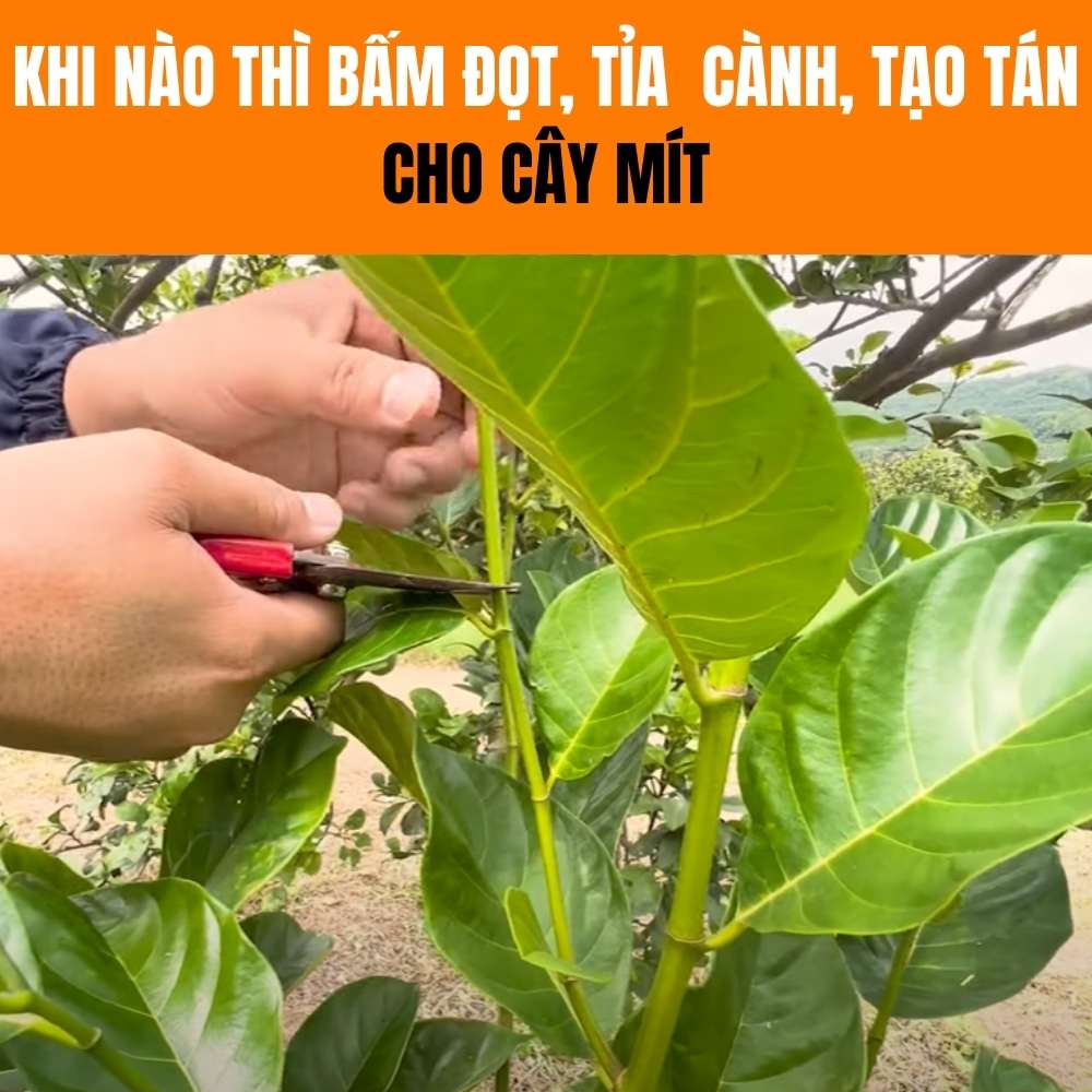 CÁCH BẤM ĐỌT, TỈA CÀNH TẠO TÁN CHO MÍT GIÚP CÂY PHÁT TRIỂN NHANH, CHẮC, KHỎE - NÔNG NGHIỆP 3 TỐT