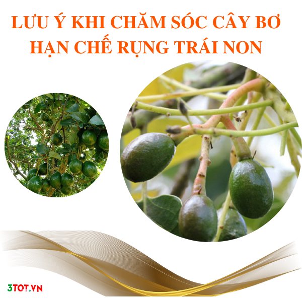 Những Lưu Ý Khi Chăm Sóc Cây Bơ Hạn Chế  Rụng Trái Non