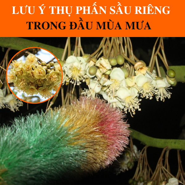 Những Lưu Ý Khi Thụ Phấn Cho Sầu Riêng Giúp Đậu Trái Cao Những Lưu Ý Khi Thụ Phấn Cho Sầu Riêng Giúp Đậu Trái Cao