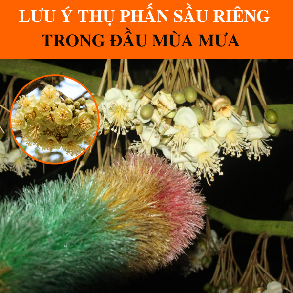 Những Lưu Ý Khi Thụ Phấn Cho Sầu  Riêng Giúp Đậu Trái Cao