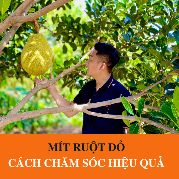 Đặc Điểm Của Mít Ruột Đỏ Và Cách Chăm Sóc Như Thế Nào?