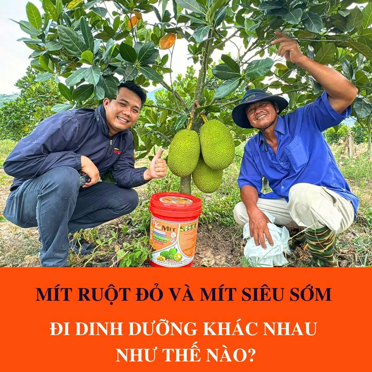 MÍT RUỘT ĐỎ VÀ MÍT SIÊU SỚM ĐI DINH DƯỠNG KHÁC NHAU NHƯ THẾ NÀO? MÍT RUỘT ĐỎ VÀ MÍT SIÊU SỚM ĐI DINH DƯỠNG KHÁC NHAU NHƯ THẾ NÀO?