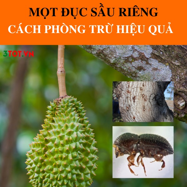 Mọt Đục Thân Sầu Riêng Và Cách Phòng Trừ Hiệu Quả