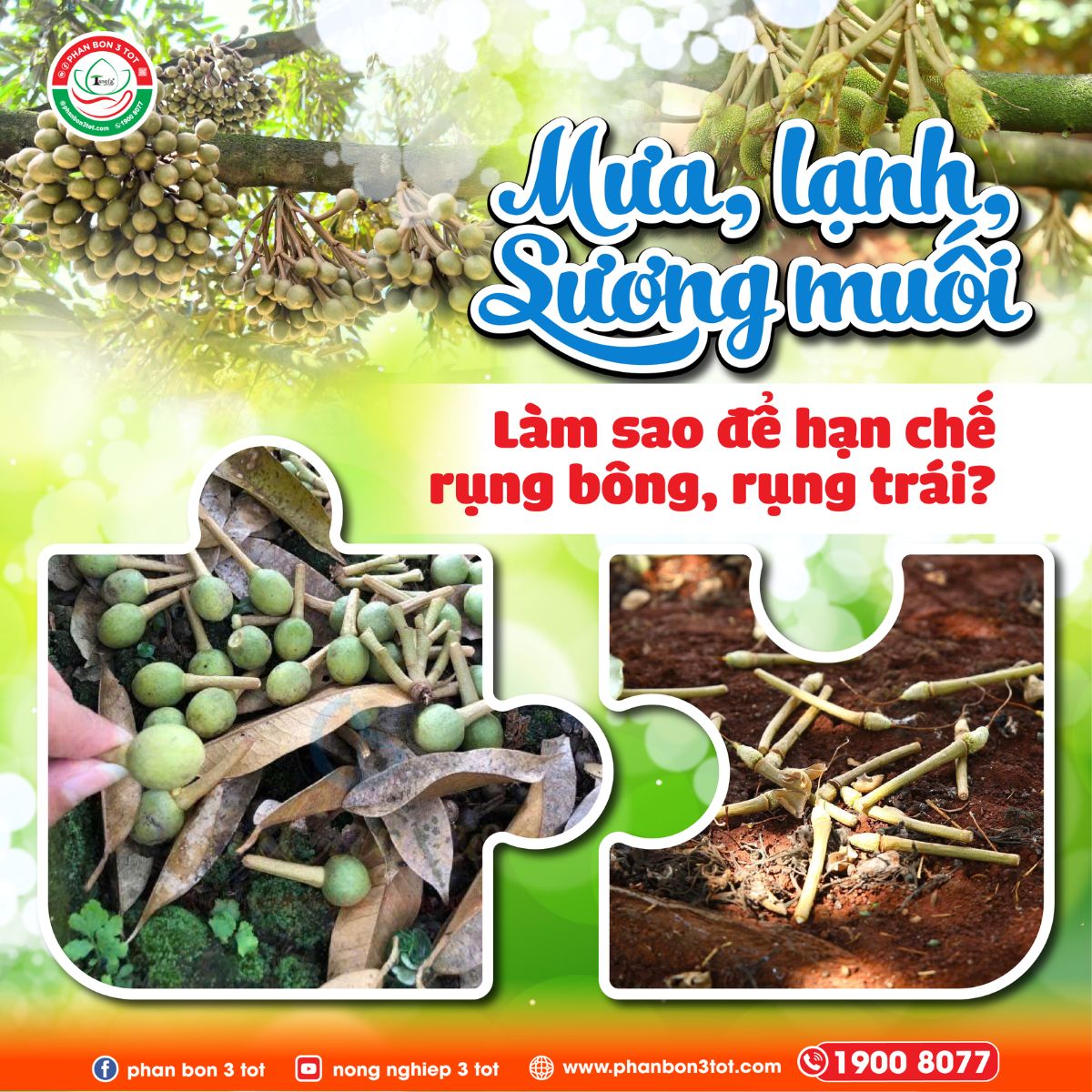 MƯA, LẠNH, SƯƠNG MUỐI - LÀM SAO ĐỂ HẠN CHẾ RỤNG BÔNG, RỤNG TRÁI? 