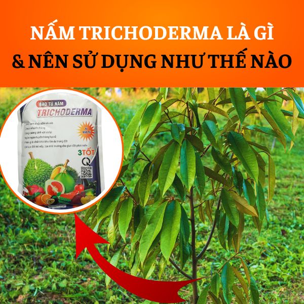 NẤM TRICHODERMA LÀ GÌ VÀ NÊN SỬ DỤNG NHƯ THẾ NÀO LÀ TỐT NHẤT