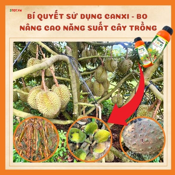 BÍ QUYẾT SỬ DỤNG CANXI – BO NÂNG CAO NĂNG SUẤT CÂY TRỒNG