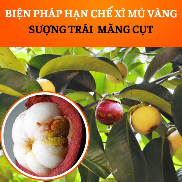 BIỆN PHÁP HẠN CHẾ XÌ MỦ VÀNG, SƯỢNG TRÁI  TRÊN CÂY MĂNG CỤT