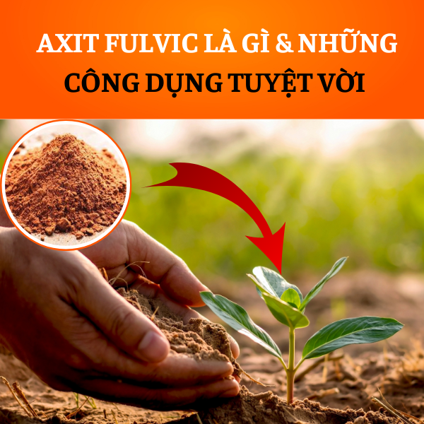 AXIT FULVIC LÀ GÌ VÀ NHỮNG CÔNG DỤNG TUYỆT VỜI CỦA AXIT FULVIC AXIT FULVIC LÀ GÌ VÀ NHỮNG CÔNG DỤNG TUYỆT VỜI CỦA AXIT FULVIC