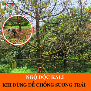 Ngộ Độc Kali Và Những Lưu Ý Khi Sử Dụng Kali Cho Chống Sương Trái Sầu Riêng Ngộ Độc Kali Và Những Lưu Ý Khi Sử Dụng Kali Cho Chống Sương Trái Sầu Riêng