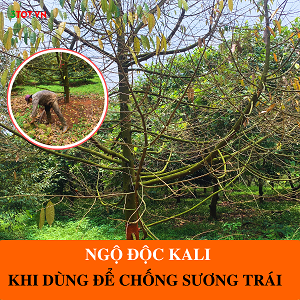 Ngộ Độc Kali Và Những Lưu Ý Khi Sử Dụng Kali Cho Chống Sương Trái Sầu Riêng