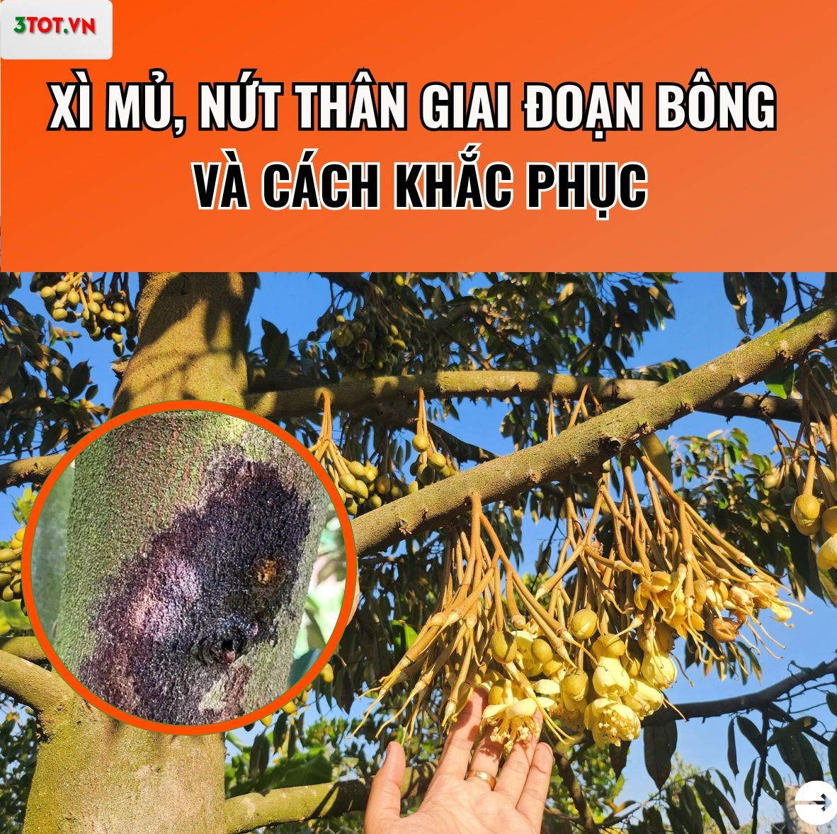 XÌ MỦ, NỨT THÂN GIAI ĐOẠN BÔNG VÀ CÁCH KHẮC PHỤC