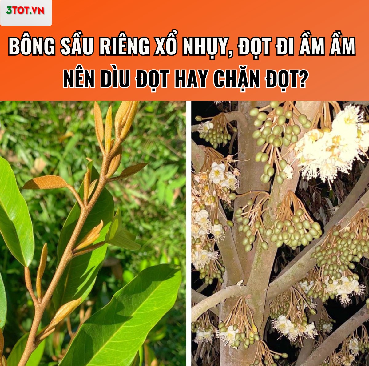 BÔNG SẮP XỔ NHỤY, ĐỌT VẪN ĐI ẦM ẦM , NHÀ VƯỜN ĐAK LAK NÊN DÌU ĐỌT HAY CHẶN ĐỌT?