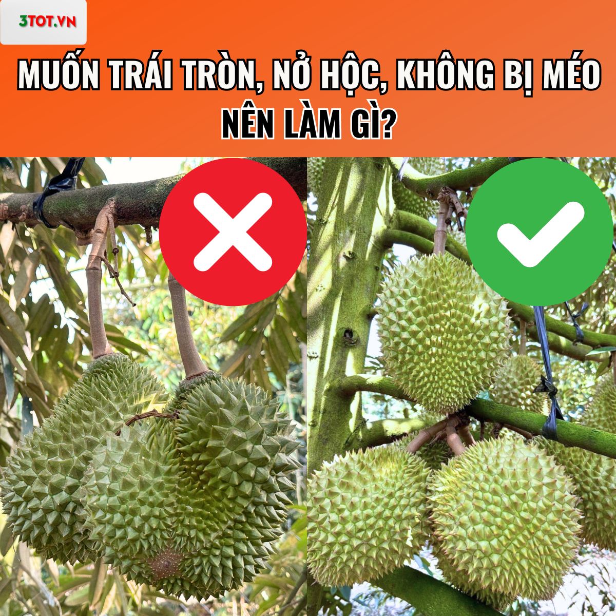 MUỐN TRÁI TRÒN, NỞ HỘC, KHÔNG BỊ MÉO NÊN LÀM GÌ?