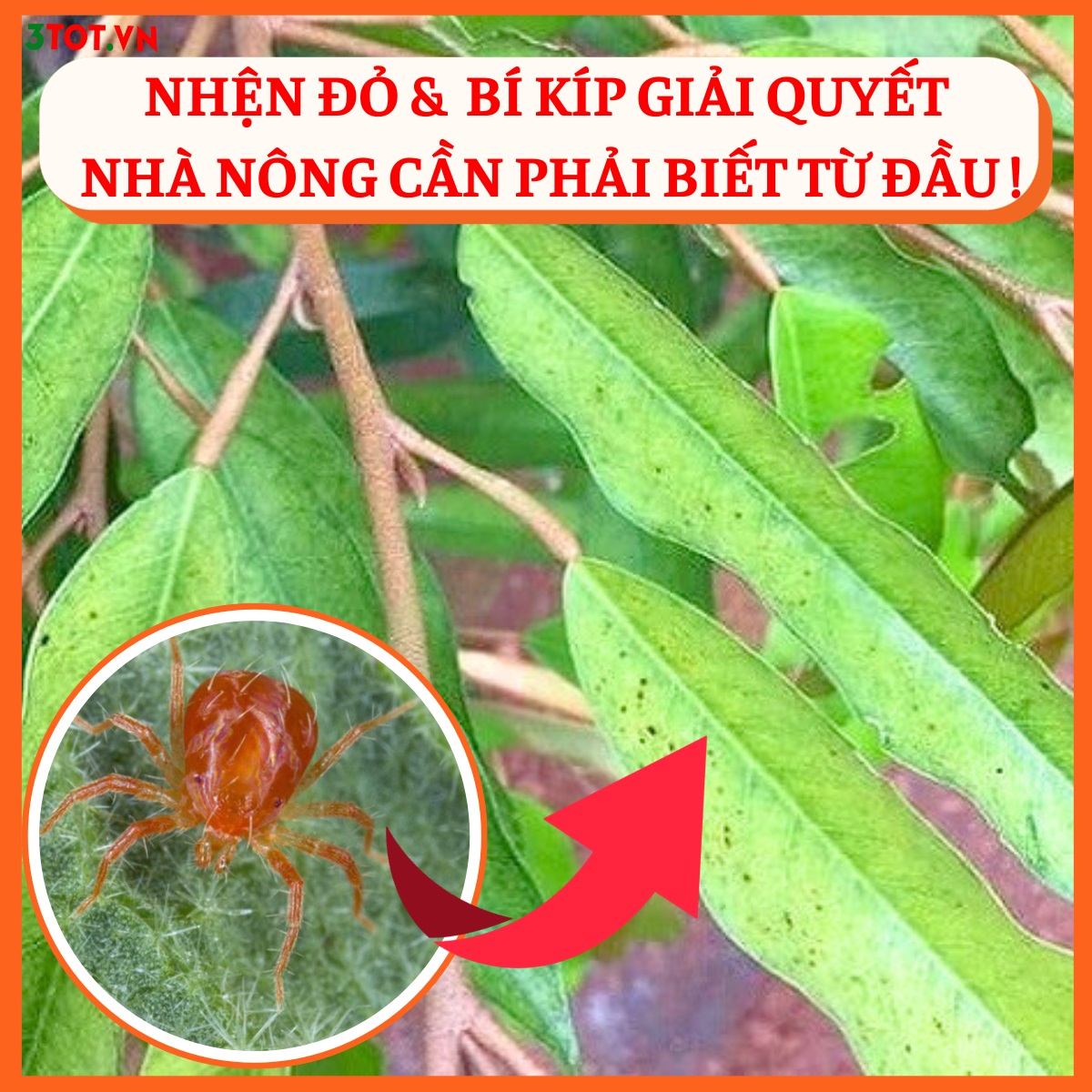 NHỆN ĐỎ VÀ BÍ KÍP GIẢI QUYẾT NHÀ NÔNG CẦN PHẢI BIẾT NGAY TỪ ĐẦU