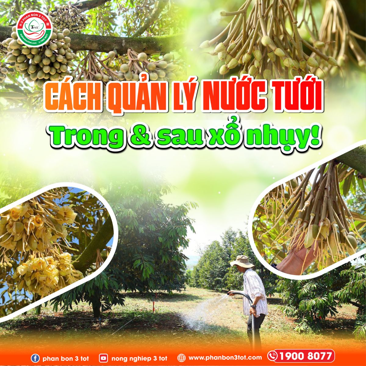 CÁCH QUẢN LÝ NƯỚC TƯỚI SẦU RIÊNG TRƯỚC, TRONG & SAU XỔ NHỤY GIÚP GIỮ BÔNG, ĐẬU TRÁI CAO! 