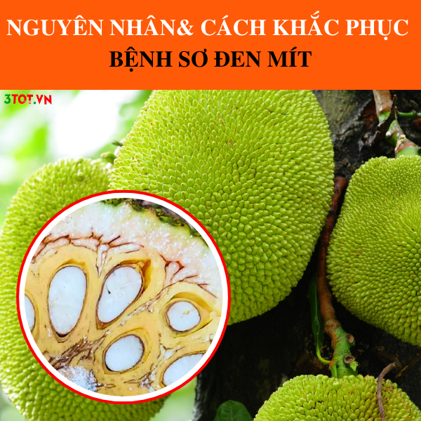 Nguyên Nhân Bệnh Sơ Đen Mít & Cách Phòng Trị