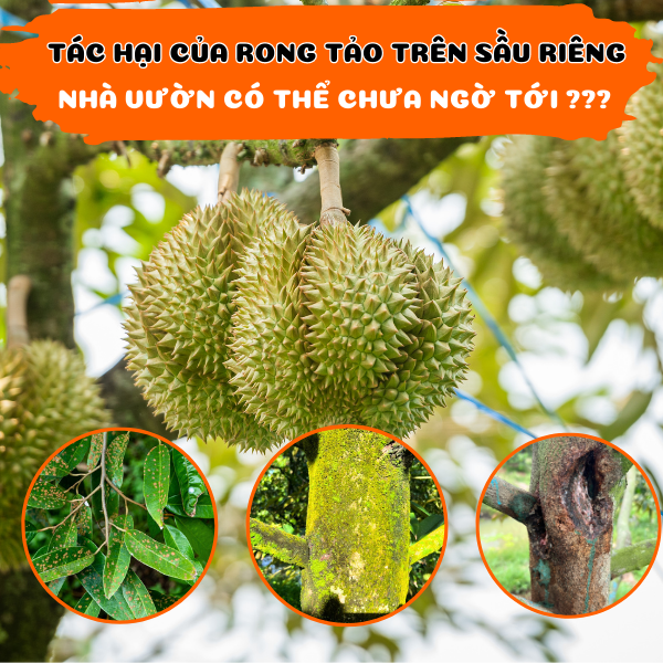 Tác Hại Của Rong Tảo Trên Sầu  Riêng Có Thể Nhà Vườn Chưa Biết? Tác Hại Của Rong Tảo Trên Sầu  Riêng Có Thể Nhà Vườn Chưa Biết?