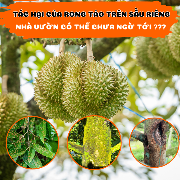 Tác Hại Của Rong Tảo Trên Sầu  Riêng Có Thể Nhà Vườn Chưa Biết?