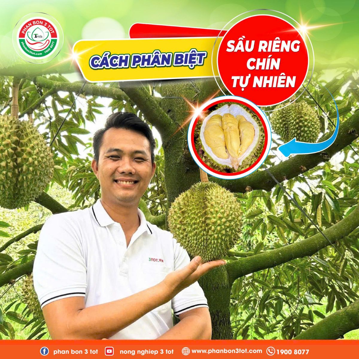CÁCH NHẬN BIẾT SẦU RIÊNG CHÍN TỰ NHIÊN