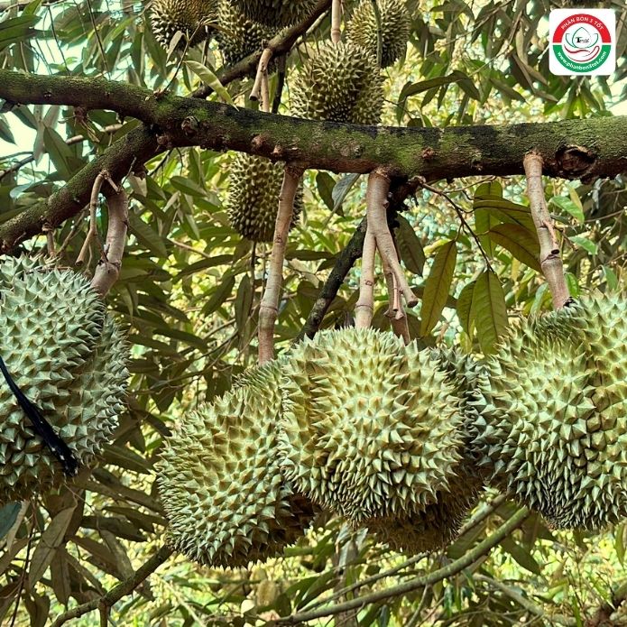 KHẮC PHỤC SẦU RIÊNG 40-60 NGÀY BỊ NỨT CUỐNG, NỨT VỎ KHẮC PHỤC SẦU RIÊNG 40-60 NGÀY BỊ NỨT CUỐNG, NỨT VỎ