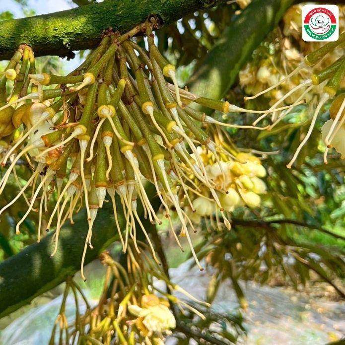 LƯU Ý QUAN TRỌNG KHI LÀM BÔNG SẦU RIÊNG VỤ NGHỊCH LƯU Ý QUAN TRỌNG KHI LÀM BÔNG SẦU RIÊNG VỤ NGHỊCH