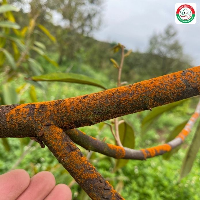 NẤM HỒNG GÂY HẠI VÀ CÁCH PHÒNG TRỊ HIỆU QUẢ TRÊN SẦU RIÊNG NẤM HỒNG GÂY HẠI VÀ CÁCH PHÒNG TRỊ HIỆU QUẢ TRÊN SẦU RIÊNG