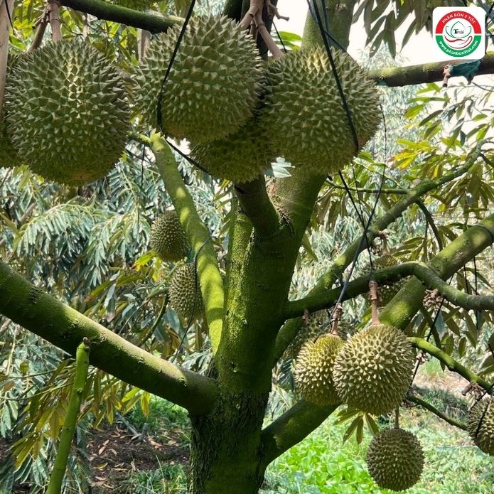 NGUYÊN NHÂN VÀ BIỆN PHÁP CHỐNG NỨT GAI SẦU RIÊNG TỪNG GIAI ĐOẠN NGUYÊN NHÂN VÀ BIỆN PHÁP CHỐNG NỨT GAI SẦU RIÊNG TỪNG GIAI ĐOẠN