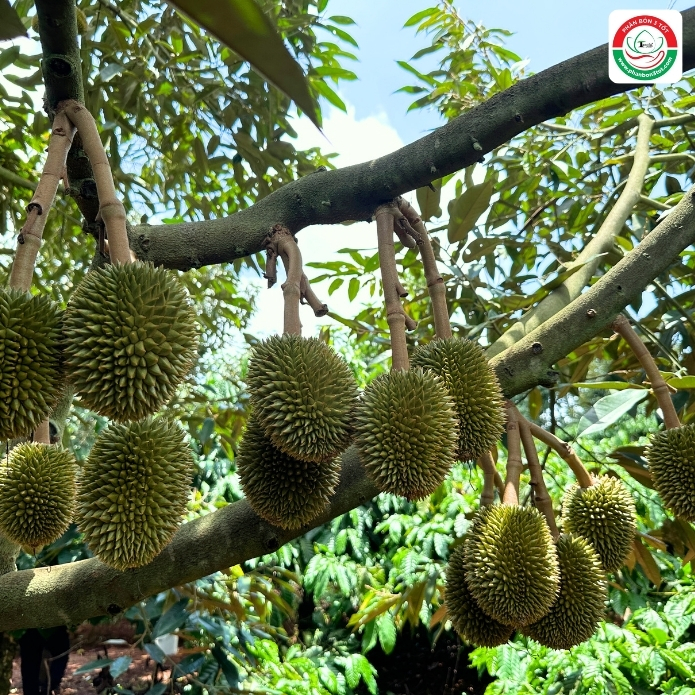 BÍ KÍP CHĂM SÓC SẦU RIÊNG GIAI ĐOẠN DƯỠNG TRÁI BÍ KÍP CHĂM SÓC SẦU RIÊNG GIAI ĐOẠN DƯỠNG TRÁI
