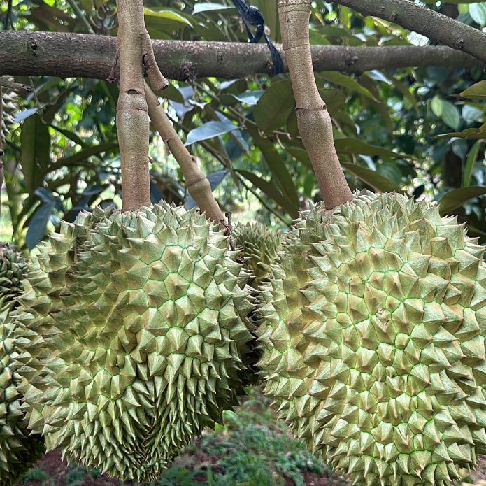 BIỆN PHÁP HẠN CHẾ SƯỢNG TRÁI SẦU RIÊNG HIỆU QUẢ BIỆN PHÁP HẠN CHẾ SƯỢNG TRÁI SẦU RIÊNG HIỆU QUẢ