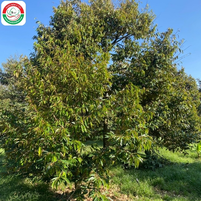 PHƯƠNG PHÁP RỬA VƯỜN SẦU RIÊNG HIỆU QUẢ SAU THU HOẠCH PHƯƠNG PHÁP RỬA VƯỜN SẦU RIÊNG HIỆU QUẢ SAU THU HOẠCH