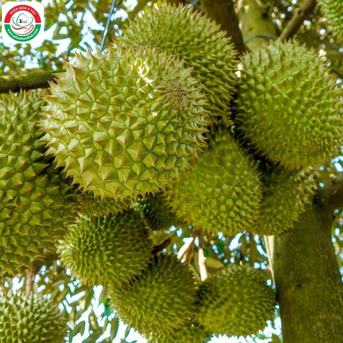 CÁCH DƯỠNG TRÁI SẦU RIÊNG CHỐNG NỨT GAI TRONG GIAI ĐOẠN SẮP THU HOẠCH CÁCH DƯỠNG TRÁI SẦU RIÊNG CHỐNG NỨT GAI TRONG GIAI ĐOẠN SẮP THU HOẠCH