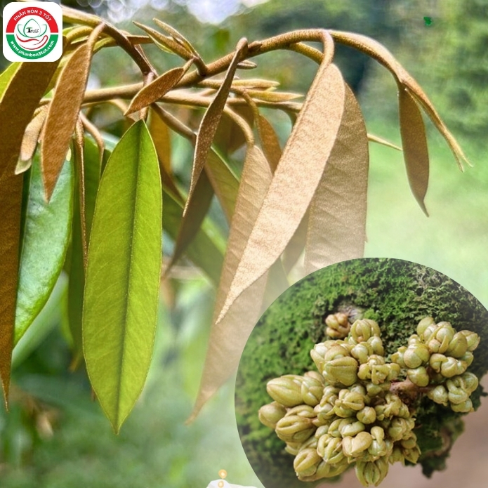 ĐIỂM KHÁC NHAU GIỮA LÀM BÔNG PACLO VÀ LÀM BÔNG KHÔNG PACLO ĐIỂM KHÁC NHAU GIỮA LÀM BÔNG PACLO VÀ LÀM BÔNG KHÔNG PACLO