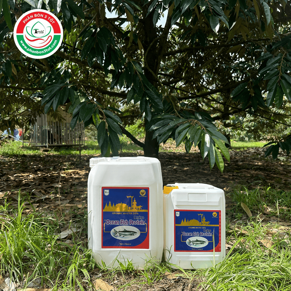 DÙNG DỊCH CÁ BIO STRONG BAO NHIÊU TIỀN CHO MỘT GỐC SẦU RIÊNG DÙNG DỊCH CÁ BIO STRONG BAO NHIÊU TIỀN CHO MỘT GỐC SẦU RIÊNG