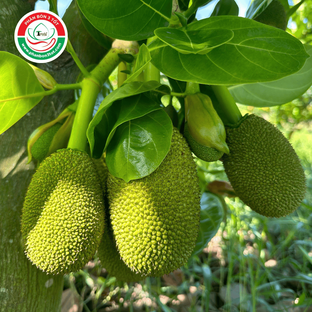 BÍ KÍP LÀM BÔNG MÍT RUỘT ĐỎ XƠ VÀNG RA ĐỒNG LOẠT BÍ KÍP LÀM BÔNG MÍT RUỘT ĐỎ XƠ VÀNG RA ĐỒNG LOẠT