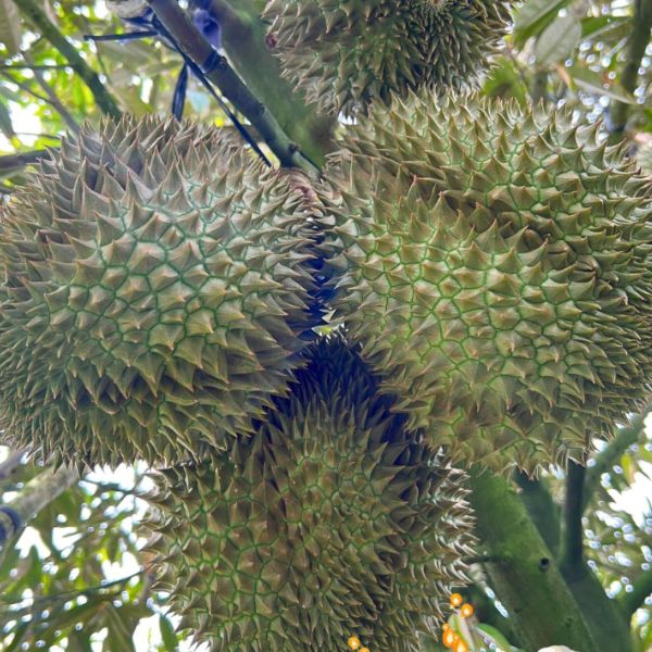 Xử Lý Hiện Tượng Nứt Cuống, Nứt Gai Cho Sầu Riêng Như Thế Nào? Xử Lý Hiện Tượng Nứt Cuống, Nứt Gai Cho Sầu Riêng Như Thế Nào?