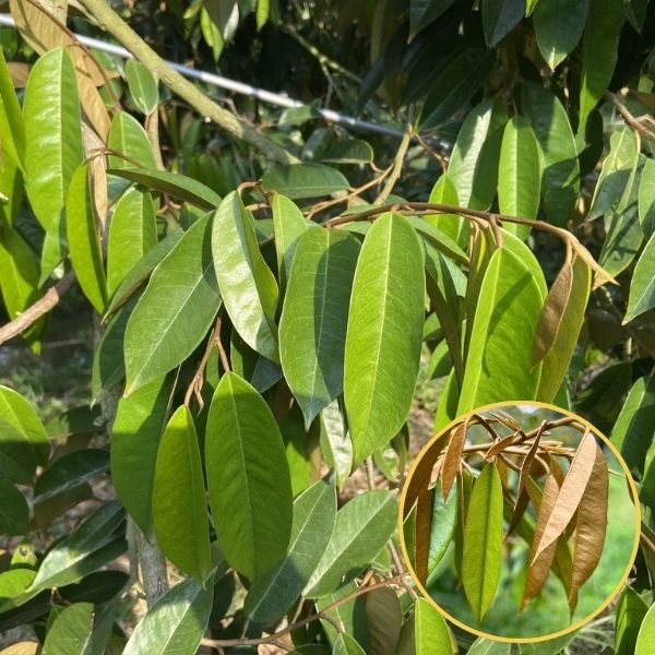 XỬ LÝ ĐỌT SẦU RIÊNG HIỆU QUẢ GIAI ĐOẠN SAU XỔ NHUỴ XỬ LÝ ĐỌT SẦU RIÊNG HIỆU QUẢ GIAI ĐOẠN SAU XỔ NHUỴ