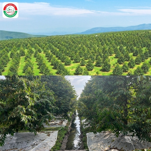 LÀM BÔNG SẦU RIÊNG Ở ĐBSCL, MIỀN ĐÔNG, TÂY NGUYÊN CÓ GÌ KHÁC NHAU? LÀM BÔNG SẦU RIÊNG Ở ĐBSCL, MIỀN ĐÔNG, TÂY NGUYÊN CÓ GÌ KHÁC NHAU?