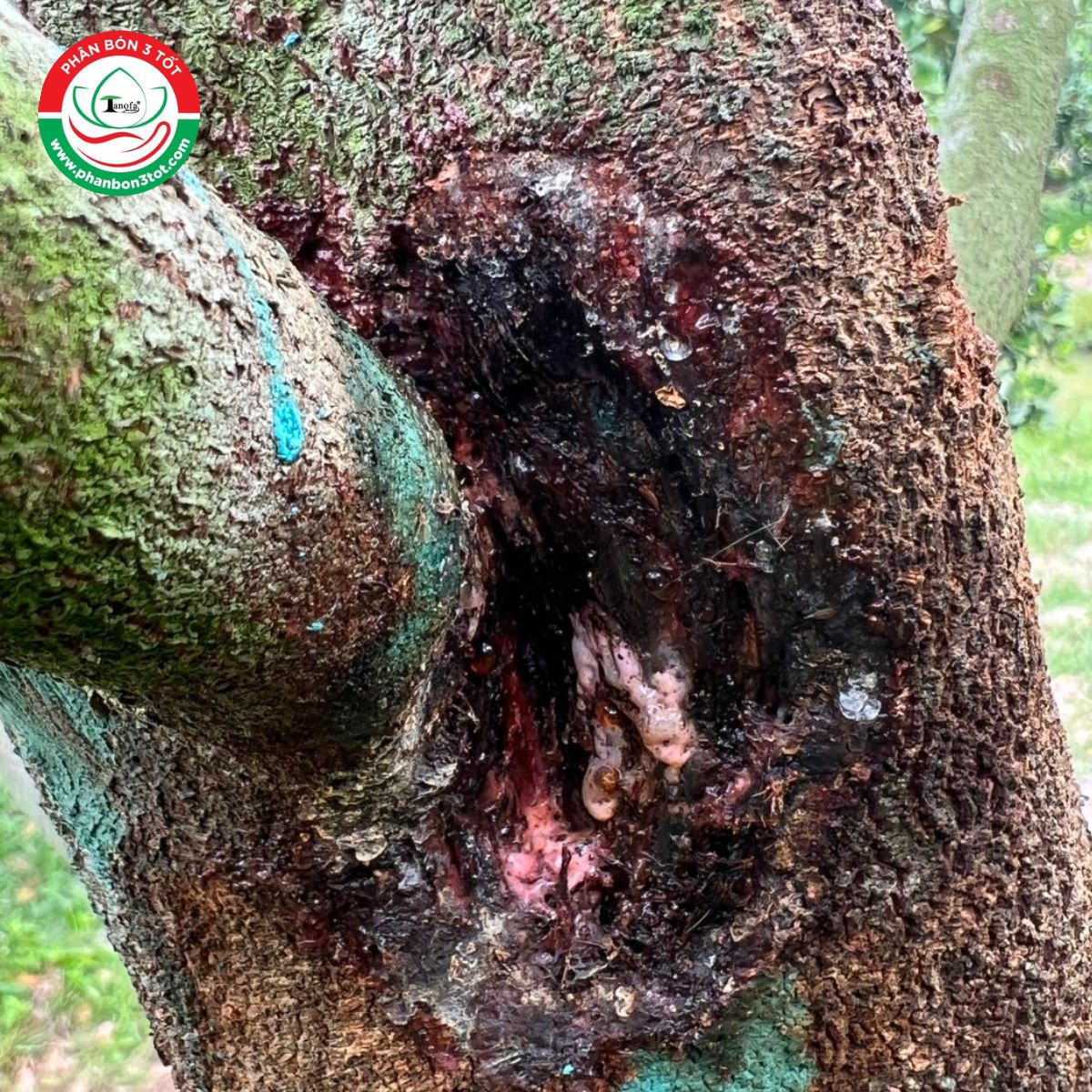 ĐÁNH BAY NỨT THÂN, XÌ MỦ SẦU RIÊNG TRONG MÙA MƯA ĐÁNH BAY NỨT THÂN, XÌ MỦ SẦU RIÊNG TRONG MÙA MƯA