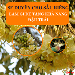 Thụ Phấn Cho Sầu Riêng Như Thế Nào Để Đậu Trái Cao? Thụ Phấn Cho Sầu Riêng Như Thế Nào Để Đậu Trái Cao?