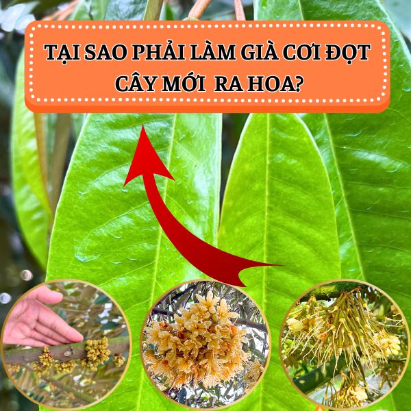 TẠI SAO CẦN PHẢI LÀM GIÀ CƠI ĐỌT CÂY MỚI THỰC SỰ RA HOA?