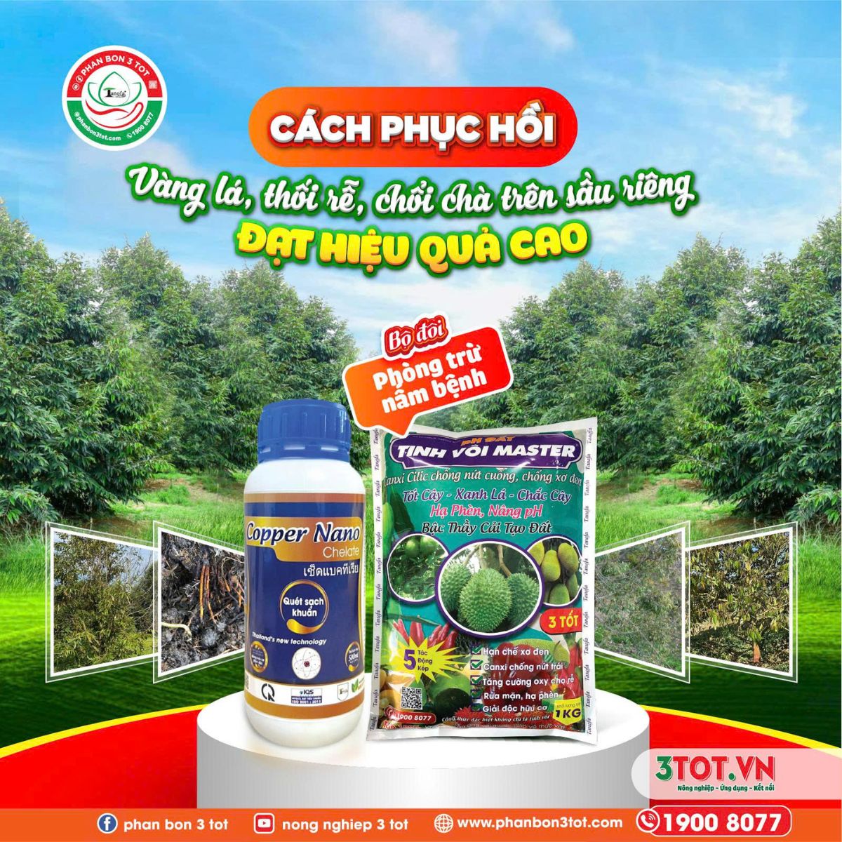 CÁCH PHỤC HỒI VÀNG LÁ, THỐI RỄ, CHỔI CHÀ TRÊN SẦU RIÊNG ĐẠT HIỆU QUẢ CÁCH PHỤC HỒI VÀNG LÁ, THỐI RỄ, CHỔI CHÀ TRÊN SẦU RIÊNG ĐẠT HIỆU QUẢ