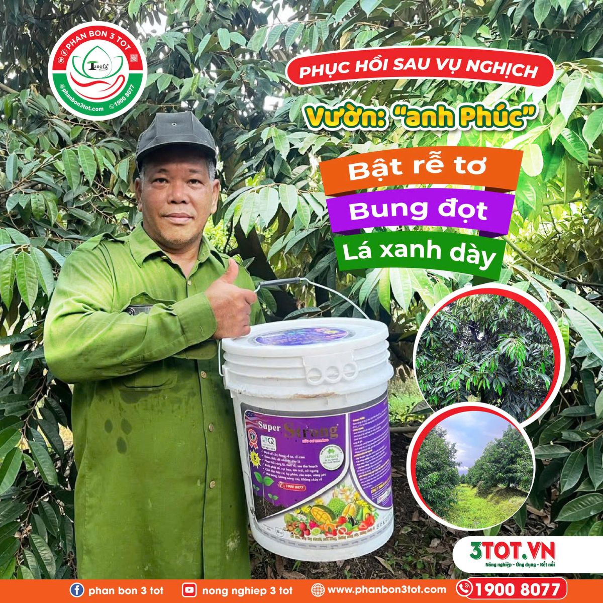 PHỤC HỒI SAU VỤ NGHỊCH - VƯỜN ANH PHÚC BẬT RỄ TƠ, BUNG ĐỌT, LÁ XANH DÀY