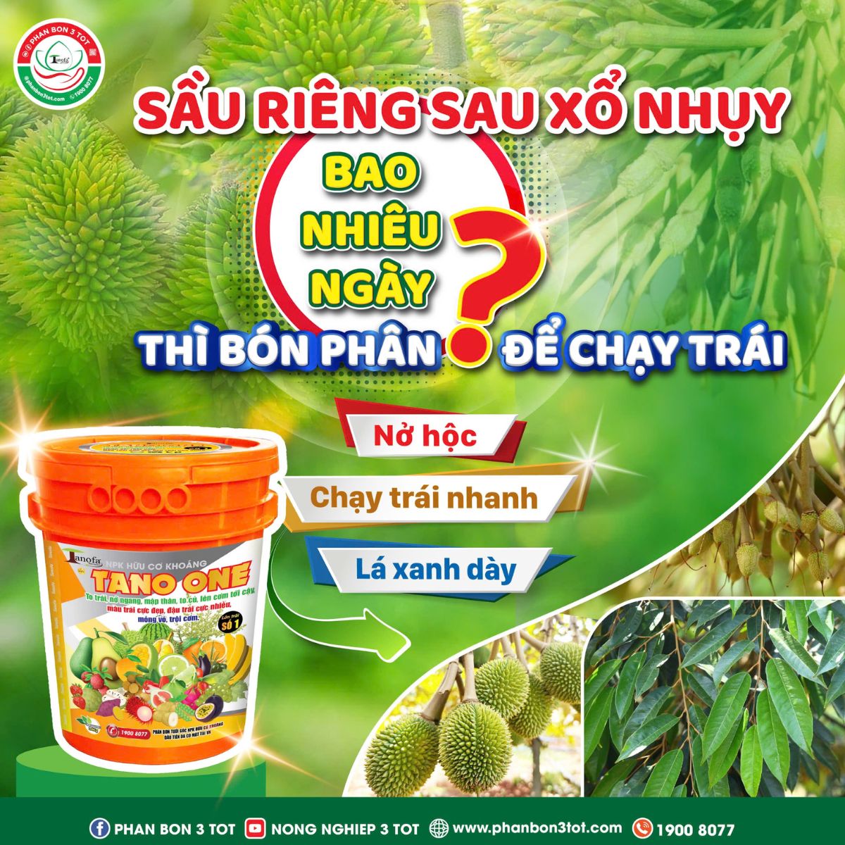 SẦU RIÊNG SAU XỔ NHỤY BAO NHIÊU NGÀY THÌ BÓN PHÂN ĐỂ CHẠY TRÁI? SẦU RIÊNG SAU XỔ NHỤY BAO NHIÊU NGÀY THÌ BÓN PHÂN ĐỂ CHẠY TRÁI?