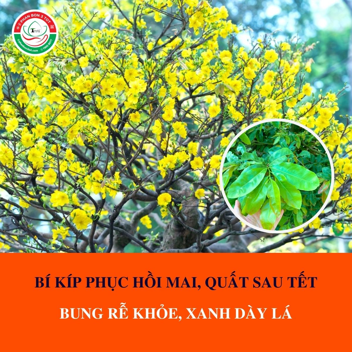 BÍ KÍP PHỤC HỒI MAI, QUẤT SAU TẾT - BUNG RỄ KHỎE, XANH DÀY LÁ BÍ KÍP PHỤC HỒI MAI, QUẤT SAU TẾT - BUNG RỄ KHỎE, XANH DÀY LÁ