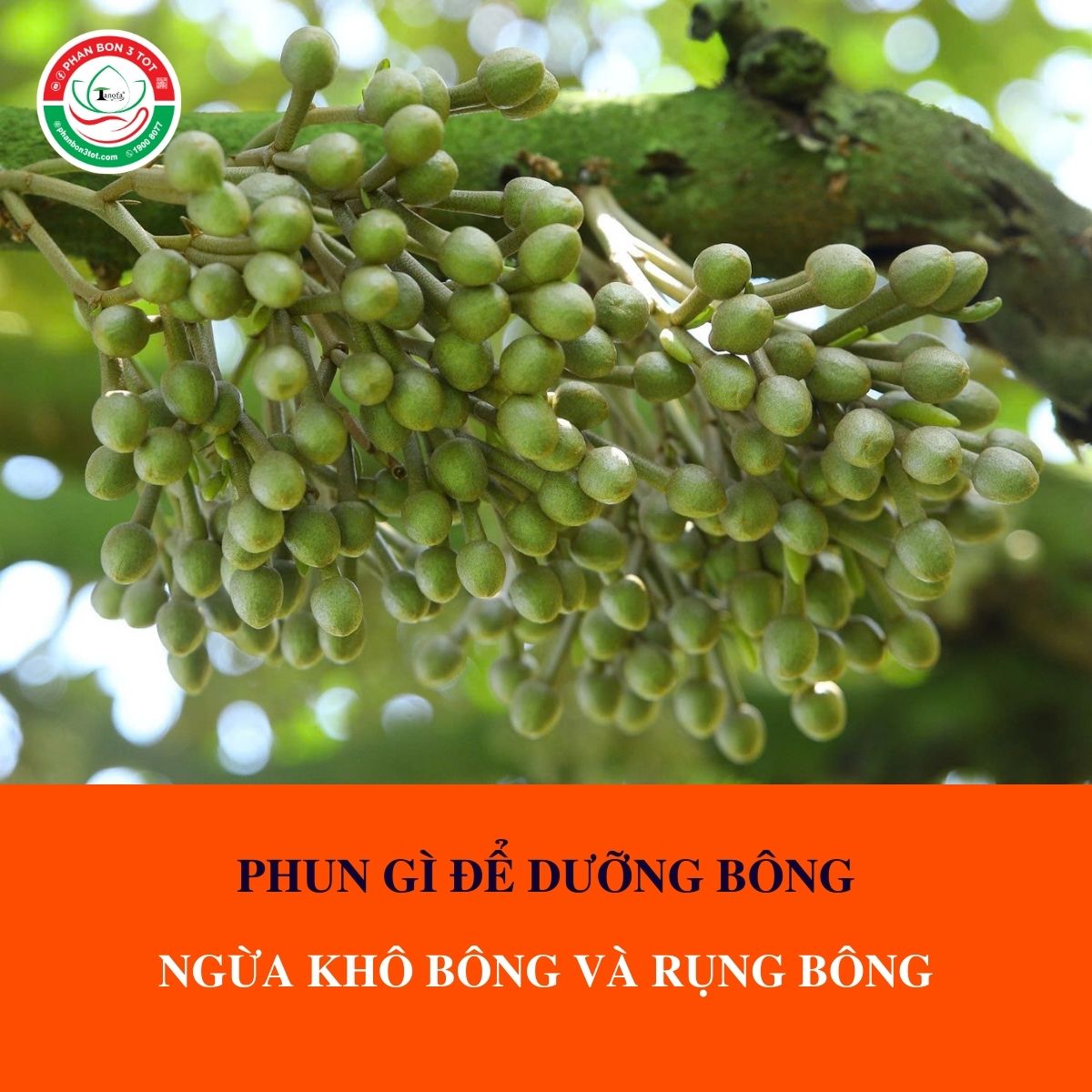 PHUN GÌ ĐỂ DƯỠNG BÔNG, NGỪA KHÔ BÔNG VÀ RỤNG BÔNG PHUN GÌ ĐỂ DƯỠNG BÔNG, NGỪA KHÔ BÔNG VÀ RỤNG BÔNG