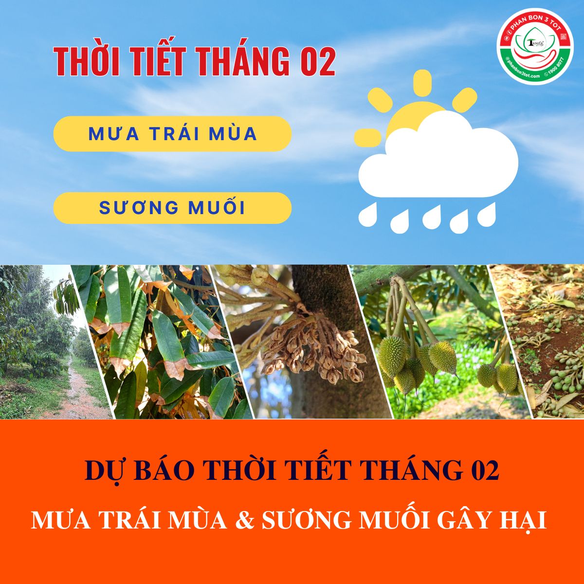 DỰ BÁO THỜI TIẾT THÁNG 02: MƯA TRÁI MÙA & SƯƠNG MUỐI GÂY HẠI DỰ BÁO THỜI TIẾT THÁNG 02: MƯA TRÁI MÙA & SƯƠNG MUỐI GÂY HẠI