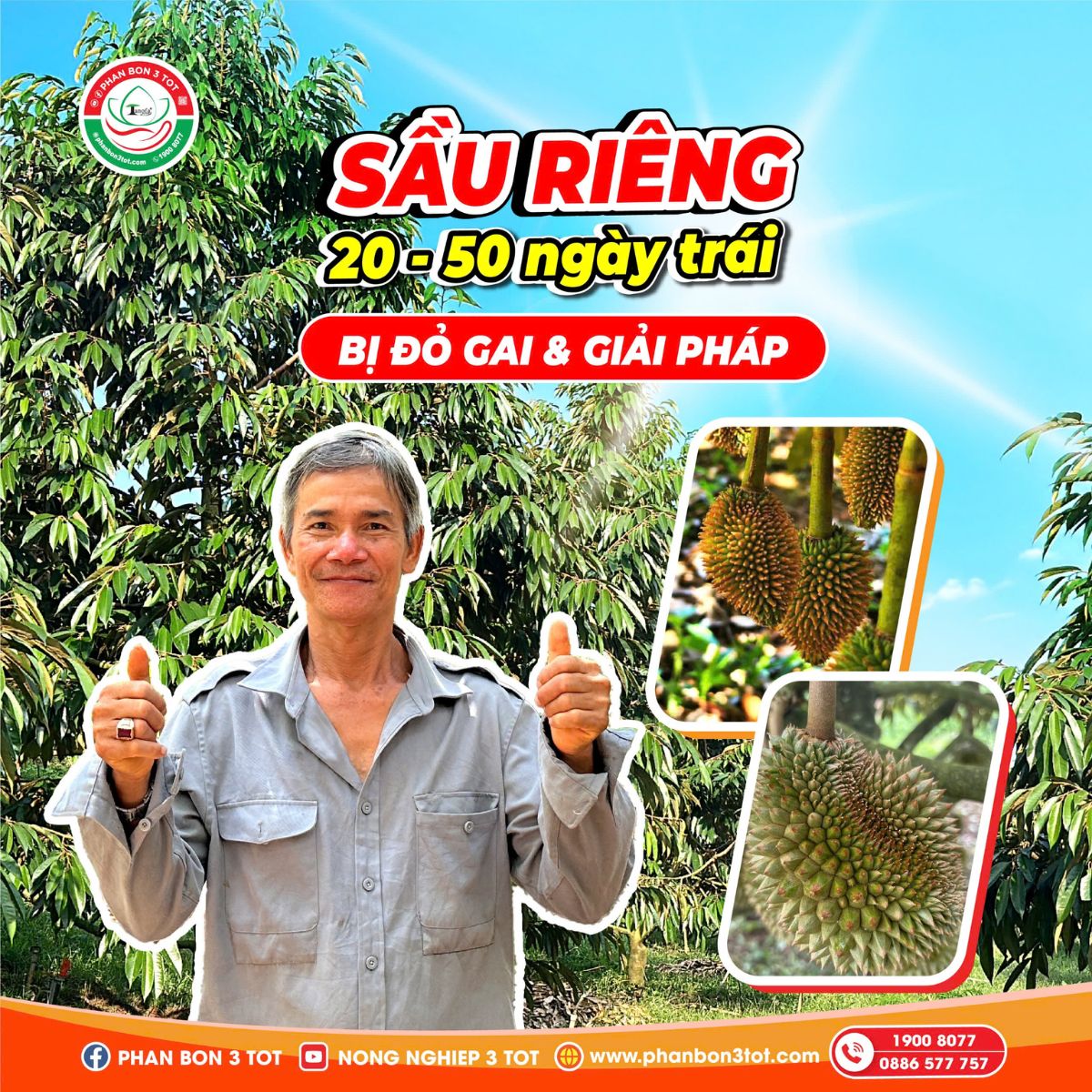 SẦU RIÊNG 20-50 NGÀY BỊ ĐỎ GAI? NGUYÊN NHÂN VÀ CÁCH KHẮC PHỤC? SẦU RIÊNG 20-50 NGÀY BỊ ĐỎ GAI? NGUYÊN NHÂN VÀ CÁCH KHẮC PHỤC?