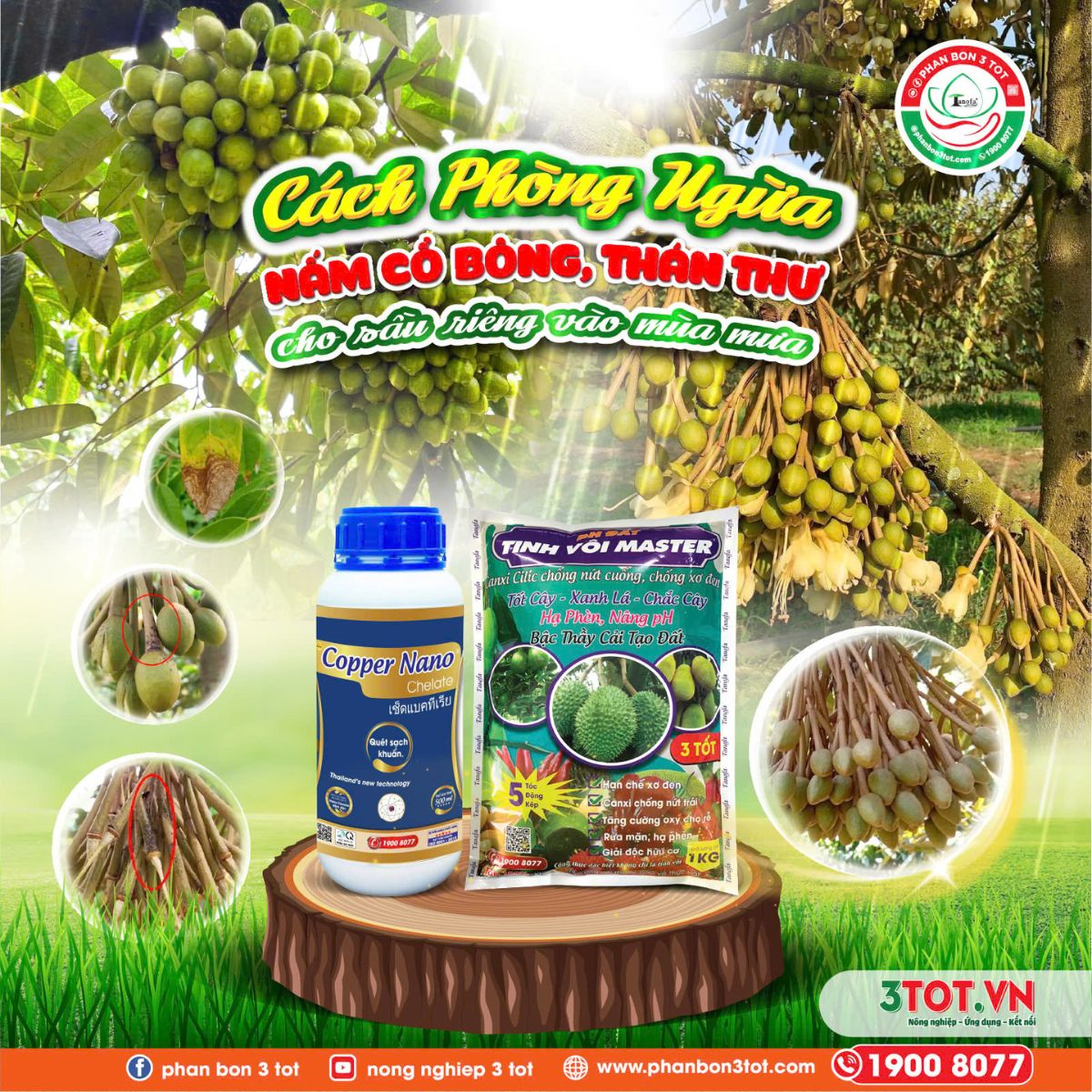 NẤM CỔ BÔNG, THÁN THƯ Ở SẦU RIÊNG: NGUYÊN NHÂN VÀ CÁCH PHÒNG TRỊ NẤM CỔ BÔNG, THÁN THƯ Ở SẦU RIÊNG: NGUYÊN NHÂN VÀ CÁCH PHÒNG TRỊ