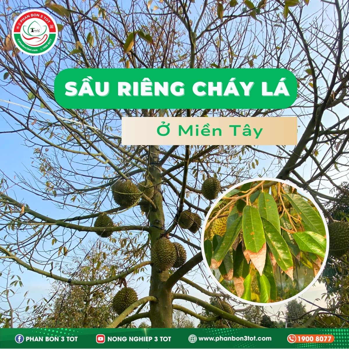 SẦU RIÊNG MIỀN TÂY BỊ CHÁY LÁ: NGUYÊN NHÂN VÀ GIẢI PHÁP SẦU RIÊNG MIỀN TÂY BỊ CHÁY LÁ: NGUYÊN NHÂN VÀ GIẢI PHÁP