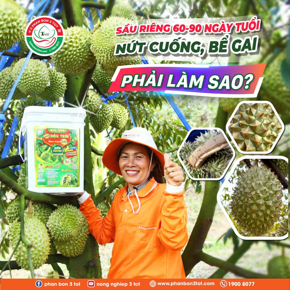 SẦU RIÊNG 60 – 90 NGÀY TUỔI NỨT CUỐNG, BỂ GAI, PHẢI LÀM SAO?